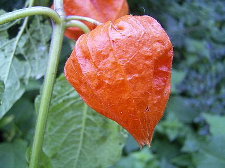 Physalis Alkekengi – NutraWiki