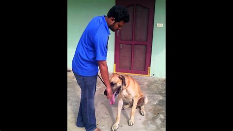 amazing great dane training you ever seen. - YouTube