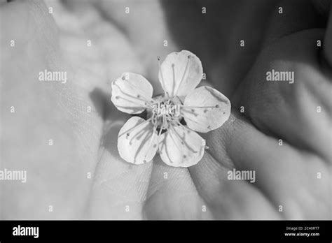 Branches of blossoming apricot macro with soft focus on gentle light ...