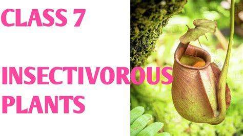 Insectivorous plants class 7 in hindi | Insectivorous plants eating insects pitcher plant - YouTube