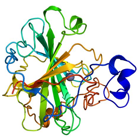 Carbonic_anhydrase - Dr. Krok