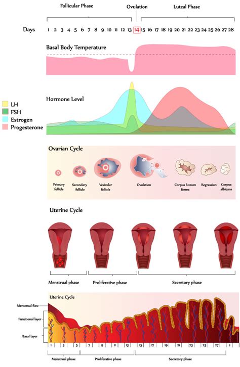 Menstrual Cycle | City Fertility Centre