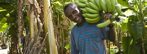 Fairtrade takes big step towards living wages for banana workers ...