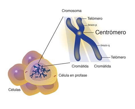 Centrómero | NHGRI