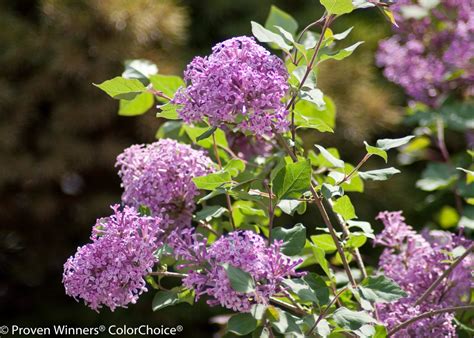 Lilac Bloomerang® Dark Purple (Syringa) - Milaegers