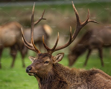 Roosevelt Bull Elk with Antlers, Portrait | High-Quality Animal Stock ...