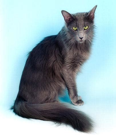 Oriental Longhair Cat Info, Temperament, Care, Training, Pictures