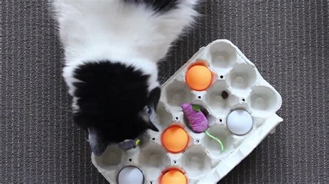 Try This: DIY Puzzle Feeders For Cats | atelier-yuwa.ciao.jp