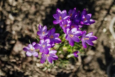 Blooming crocus garden macro shot | Premium Photo - rawpixel