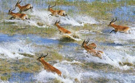 Red Lechwe in the Okavango Delta | Frans lanting, Bull elephant, Painting