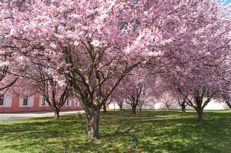 Purple Leaf Cherry Tree