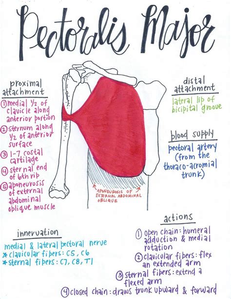 Pectoralis Major Yoga Anatomy, Anatomy Study, Upper Limb Anatomy, Muscular System Anatomy ...