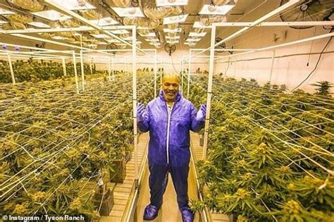 Mike Tyson Smokes ₦14m, Sells ₦181m Worth Of Weed Monthly