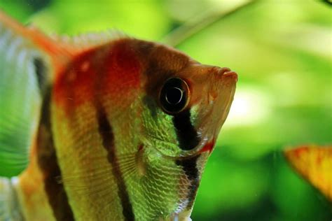 Angelfish Care & Info For Aquarium Lovers | Aquariadise