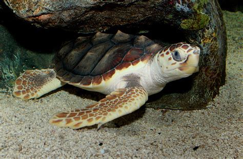 Loggerhead Sea Turtle Habitat Map