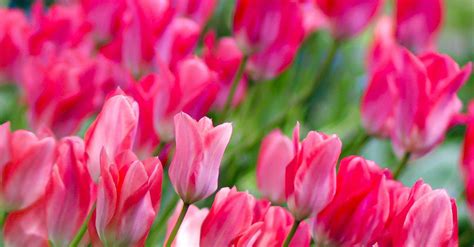 Pink Garden Tulips in Tilt Shift Lens · Free Stock Photo