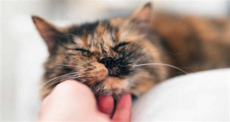 Does a Cat’s Purr Have Healing Powers?