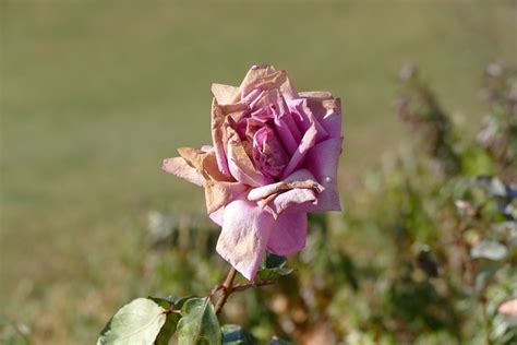 Rose Verblüht Herbst - Kostenloses Foto auf Pixabay
