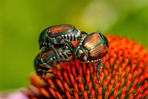 Japanese Beetles - Lewis Ginter Botanical Garden