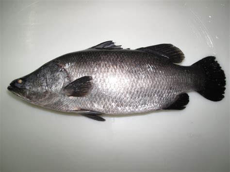 Australian Baby Barramundi Whole Fish Scaled and Cleaned (W.A) - UmiTochi