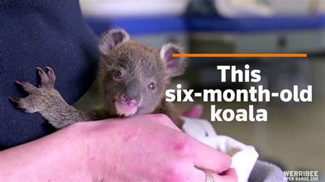 The orphan koala recovering in Australian zoo - YouTube