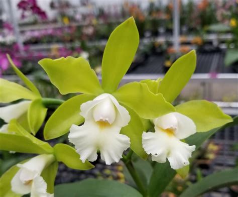 Cattleya – White Plains Orchids