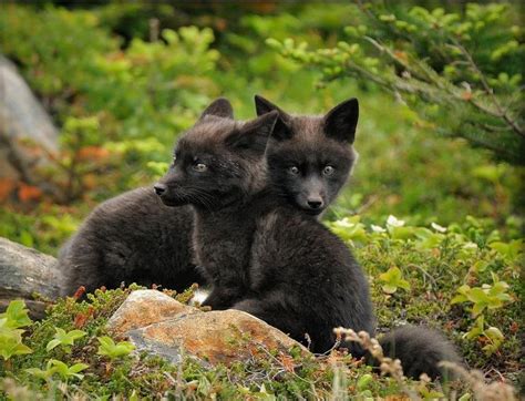 Very cute pair of black fox kits : foxes