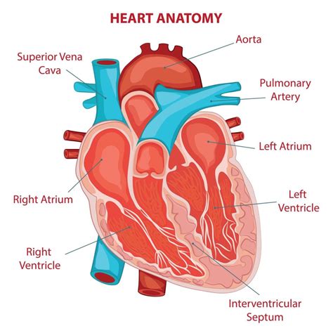 Heart Diagram Labeled