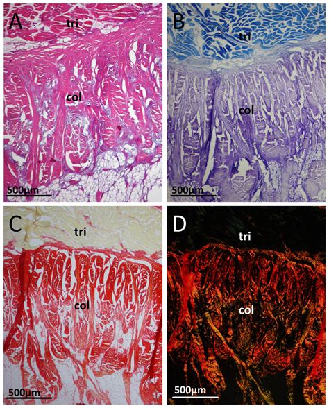 Structure, ontogeny and evolution of the patellar tendon in emus (Dromaius novaehollandiae) and ...