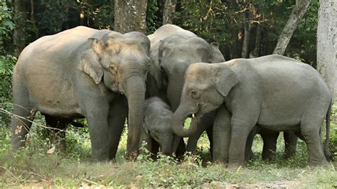 Kerala Responds To Elephant Attacks With Hi-Tech Surveillance And Patrolling Amidst Public ...