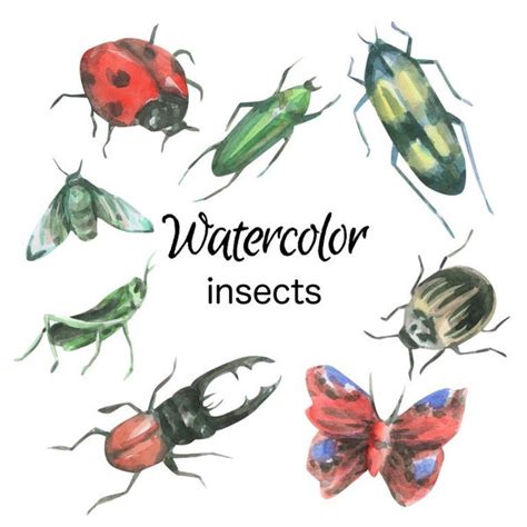 Insect Watercolor - Etsy