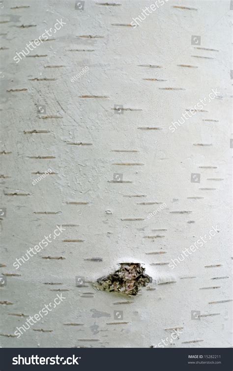 White Birch Tree Bark Texture Photo Stock Photo 15282211 - Shutterstock