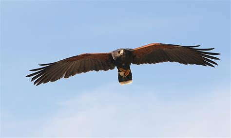 How to Identify a Harris’s Hawk - Birds and Blooms