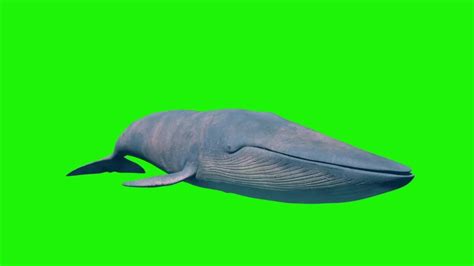Blue Whale(Balaenoptera musculus) image - Free stock photo - Public Domain photo - CC0 Images