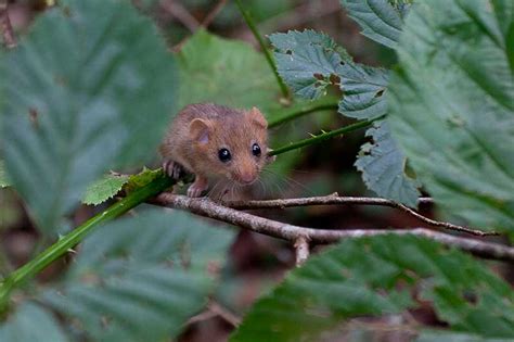 Understanding dormouse hibernation in the face of climate change