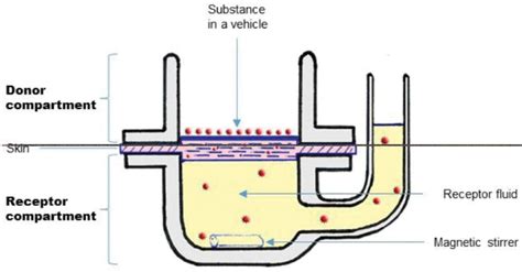 Franz diffusion cell system. | Download Scientific Diagram