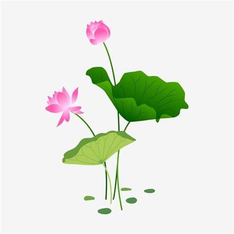 two pink water lilies with green leaves floating on the water