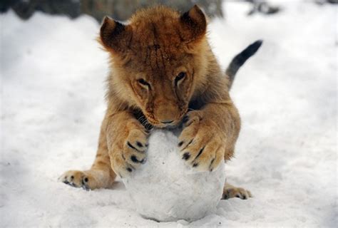 12 Pictures Of Animals Playing In Snow That Will Make You Love Winter Again