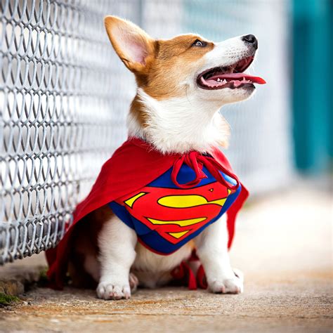 Dog Superhero Costumes: Halloween Costumes for Canine Crimefighters