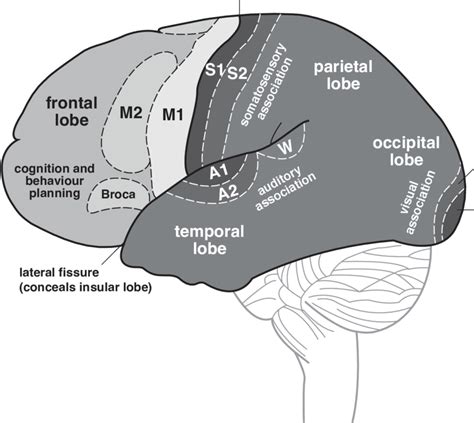 Basic arrangement of the functions of the neocortex. Lighter and darker... | Download Scientific ...