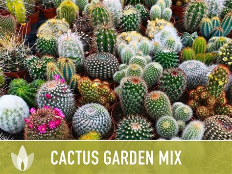 Cactus Garden Seed Mix Heirloom Seeds Perennial Desert - Etsy