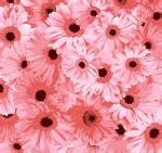 Pink Daisy Background Free Stock Photo - Public Domain Pictures