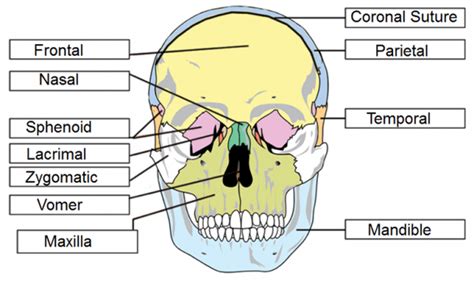 Skull Labeling Worksheets