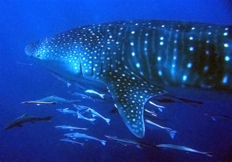 Attēls:Whale Shark Ningaloo.jpg — Vikipēdija
