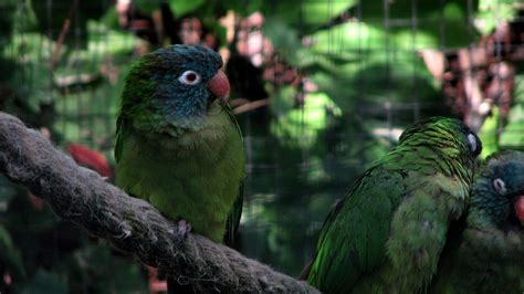 Cotorra de cabeza azul - Animales. Mascotas. | Mercafauna