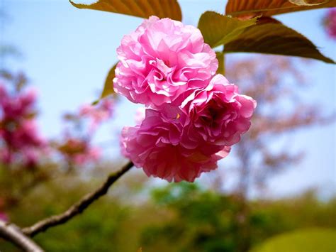 花朵 自然 春天 · Pixabay上的免费照片