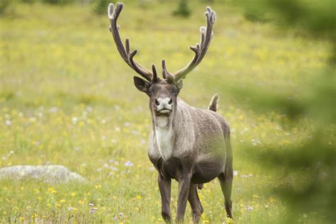 Four caribou left in South Purcells herd is a dire situation – Wildsight