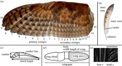 Features of owl wings that promote silent flight | Interface Focus