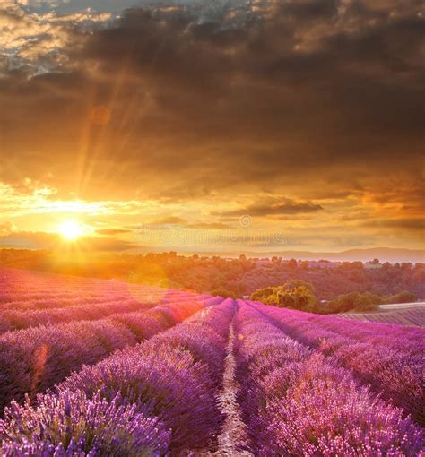 Lavender Field Against Colorful Sunset In Provence, France Stock Photo ...