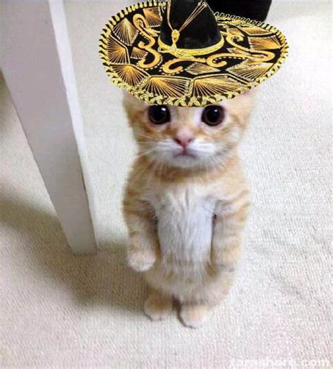 cute cat in hat Memes - Imgflip